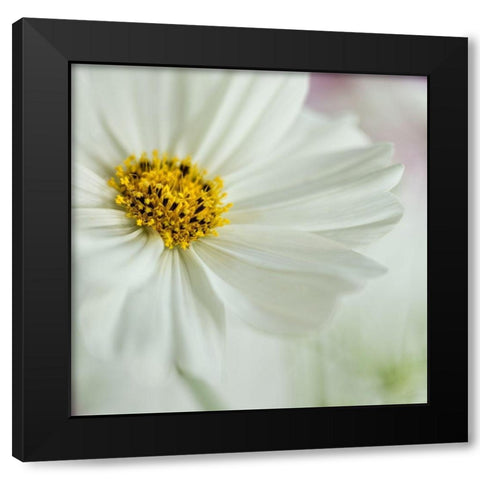 White Cosmos Black Modern Wood Framed Art Print with Double Matting by Poinski, Dianne