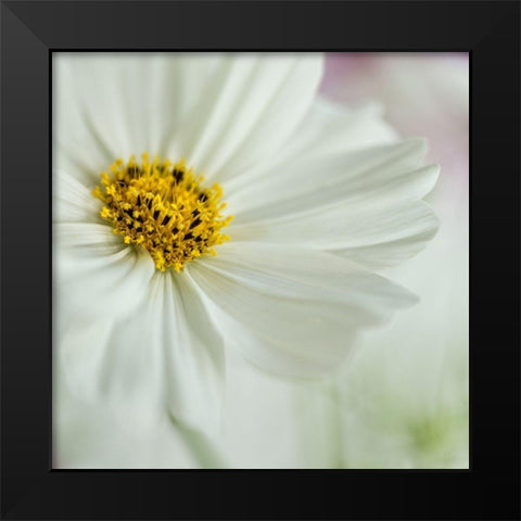 White Cosmos Black Modern Wood Framed Art Print by Poinski, Dianne