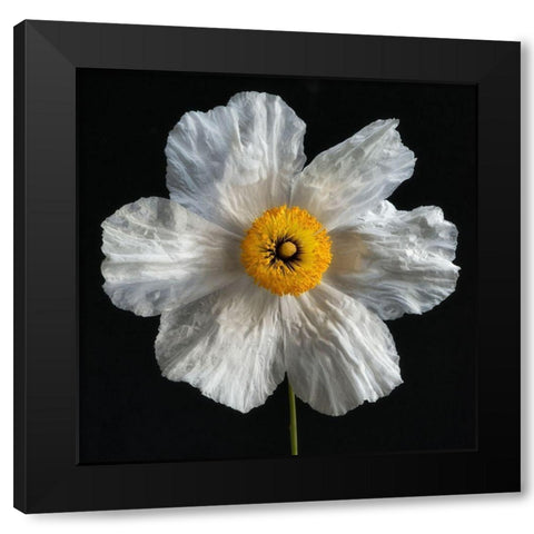 Matilija Poppy Black Modern Wood Framed Art Print with Double Matting by Poinski, Dianne