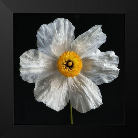 Matilija Poppy Black Modern Wood Framed Art Print by Poinski, Dianne