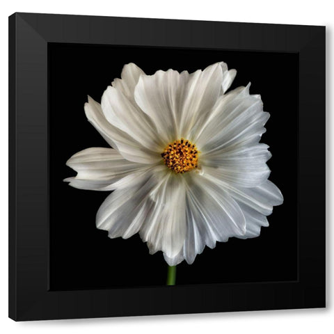 Daisy White 1 Black Modern Wood Framed Art Print with Double Matting by Poinski, Dianne