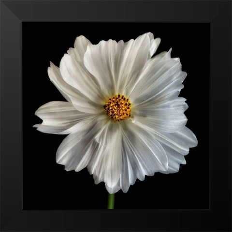 Daisy White 1 Black Modern Wood Framed Art Print by Poinski, Dianne