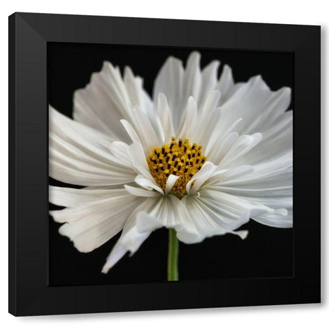 Daisy White 2 Black Modern Wood Framed Art Print by Poinski, Dianne