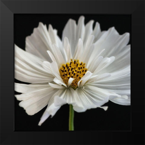 Daisy White 2 Black Modern Wood Framed Art Print by Poinski, Dianne