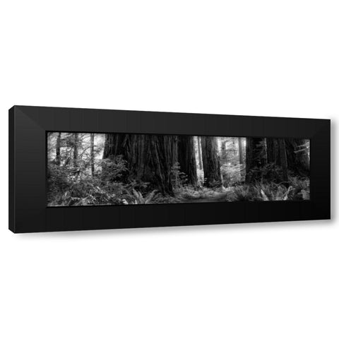 Redwoods Black Modern Wood Framed Art Print by Rowland, Joseph