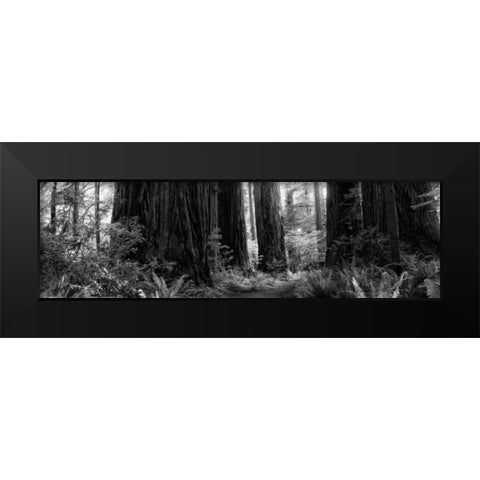 Redwoods Black Modern Wood Framed Art Print by Rowland, Joseph