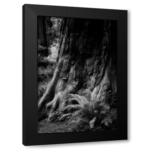 Ancient Trunk Black Modern Wood Framed Art Print by Rowland, Joseph