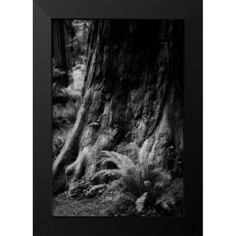Ancient Trunk Black Modern Wood Framed Art Print by Rowland, Joseph