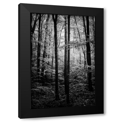 Grove Black Modern Wood Framed Art Print by Rowland, Joseph