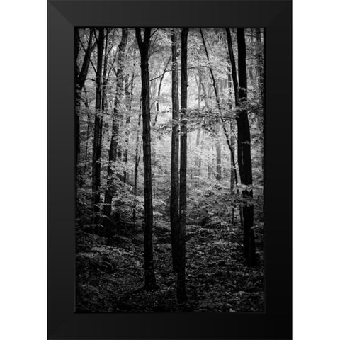 Grove Black Modern Wood Framed Art Print by Rowland, Joseph