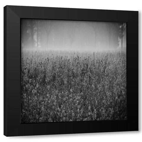 Wild Flower Field Black Modern Wood Framed Art Print with Double Matting by Lewis, Sheldon