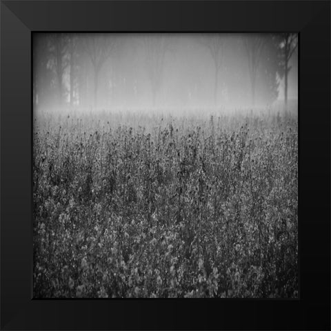Wild Flower Field Black Modern Wood Framed Art Print by Lewis, Sheldon