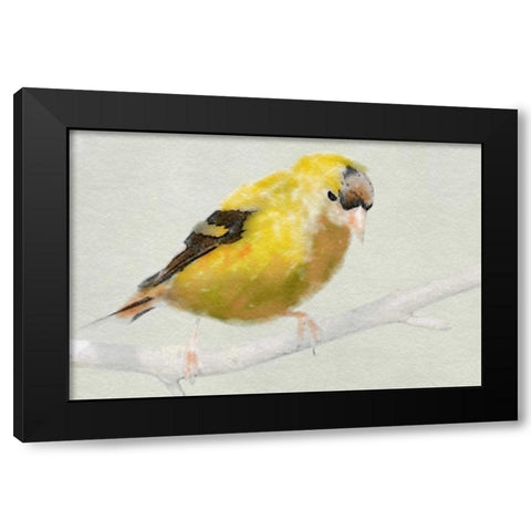Goldfinch Black Modern Wood Framed Art Print with Double Matting by Butcher, Sarah