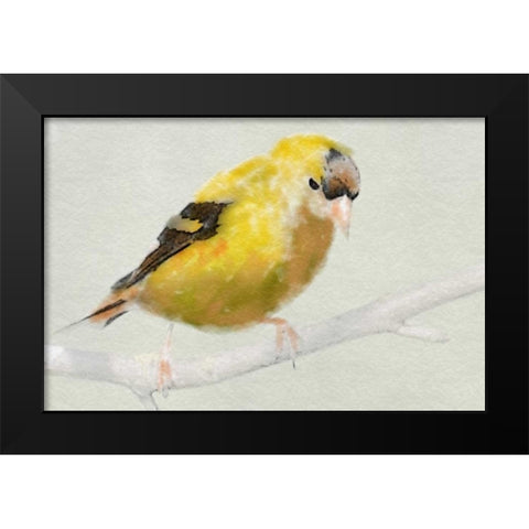 Goldfinch Black Modern Wood Framed Art Print by Butcher, Sarah