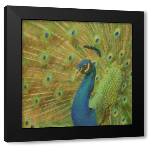 Peacock Love Black Modern Wood Framed Art Print by Greene, Taylor