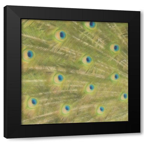 Peacock Feathers 2 Black Modern Wood Framed Art Print with Double Matting by Greene, Taylor