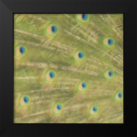 Peacock Feathers 2 Black Modern Wood Framed Art Print by Greene, Taylor