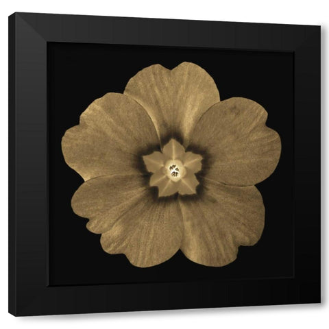 Sepia Floral A1 Black Modern Wood Framed Art Print by Greene, Taylor