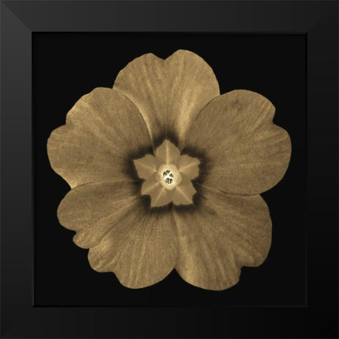 Sepia Floral A1 Black Modern Wood Framed Art Print by Greene, Taylor