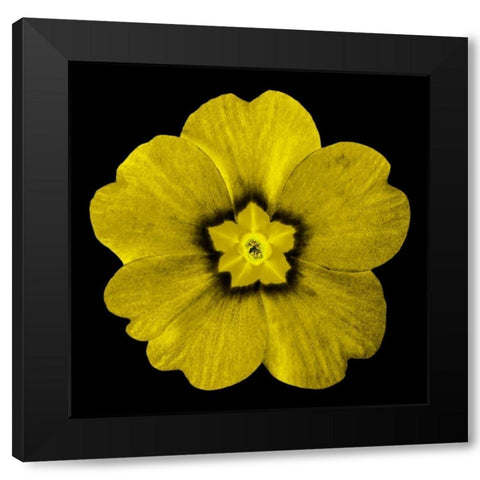 Sepia Floral I Black Modern Wood Framed Art Print by Greene, Taylor