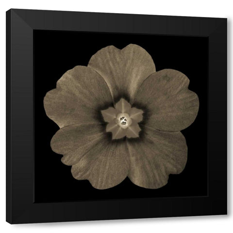 Sepia Floral I Black Modern Wood Framed Art Print with Double Matting by Greene, Taylor