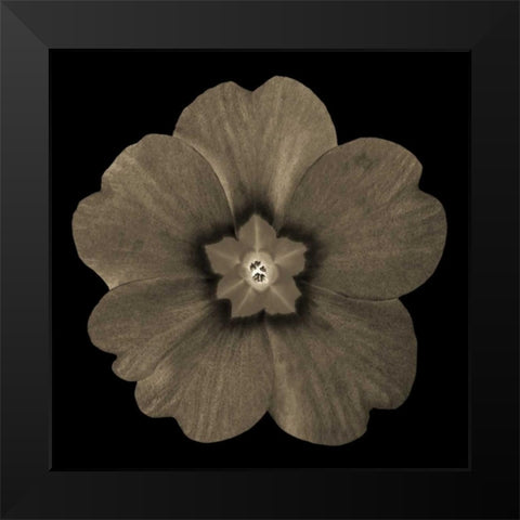 Sepia Floral I Black Modern Wood Framed Art Print by Greene, Taylor