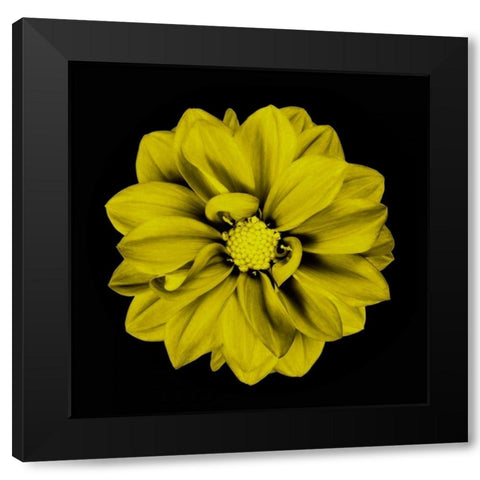 Sepia Floral IV Black Modern Wood Framed Art Print with Double Matting by Greene, Taylor