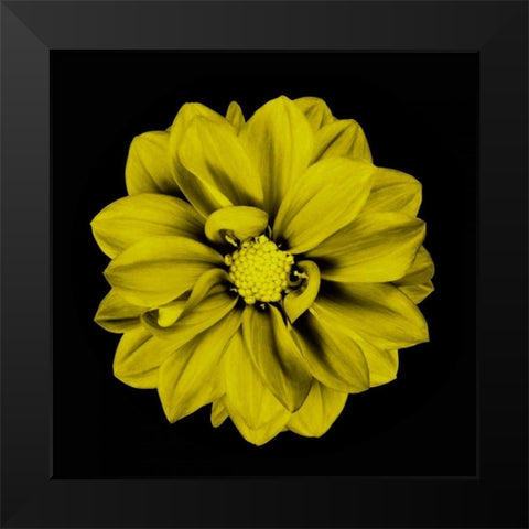 Sepia Floral IV Black Modern Wood Framed Art Print by Greene, Taylor