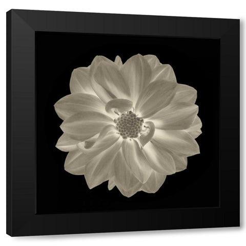 Sepia Floral IV Black Modern Wood Framed Art Print by Greene, Taylor