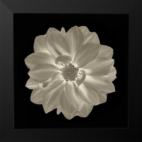 Sepia Floral IV Black Modern Wood Framed Art Print by Greene, Taylor