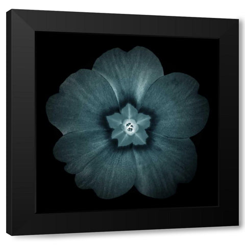 Daylight Floral I Black Modern Wood Framed Art Print by Greene, Taylor
