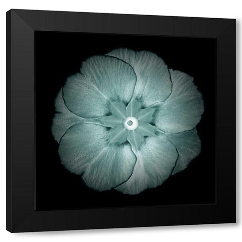 Daylight Floral II Black Modern Wood Framed Art Print with Double Matting by Greene, Taylor