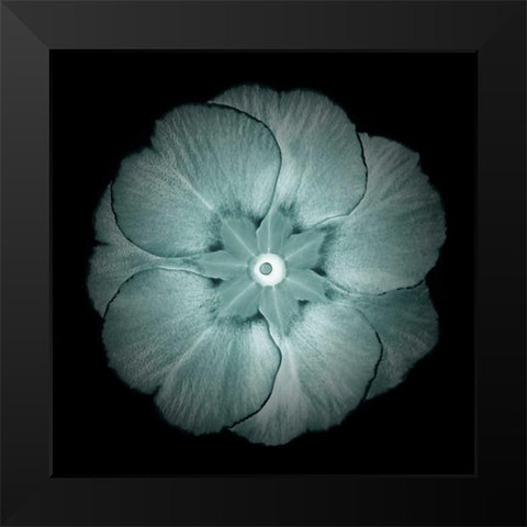 Daylight Floral II Black Modern Wood Framed Art Print by Greene, Taylor