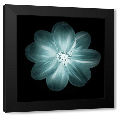 Daylight Floral III Black Modern Wood Framed Art Print with Double Matting by Greene, Taylor