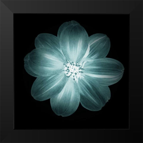 Daylight Floral III Black Modern Wood Framed Art Print by Greene, Taylor