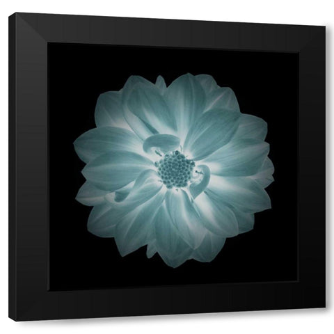 Daylight Floral IV Black Modern Wood Framed Art Print with Double Matting by Greene, Taylor