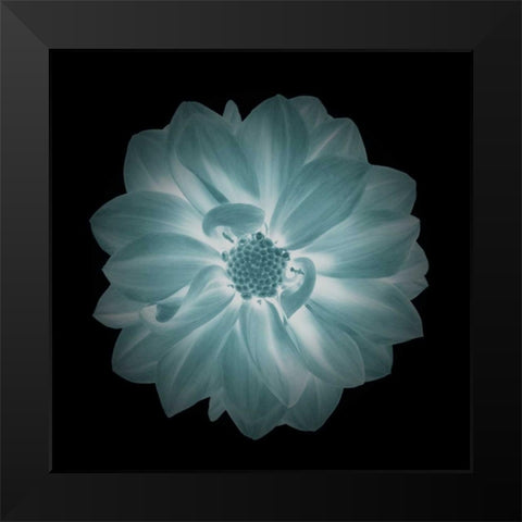 Daylight Floral IV Black Modern Wood Framed Art Print by Greene, Taylor