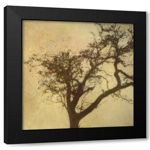 Silo Beauty Tree Black Modern Wood Framed Art Print with Double Matting by Greene, Taylor