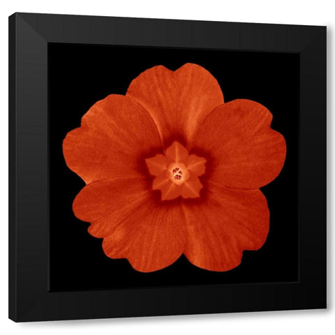 Sepia Floral 1 Black Modern Wood Framed Art Print by Greene, Taylor