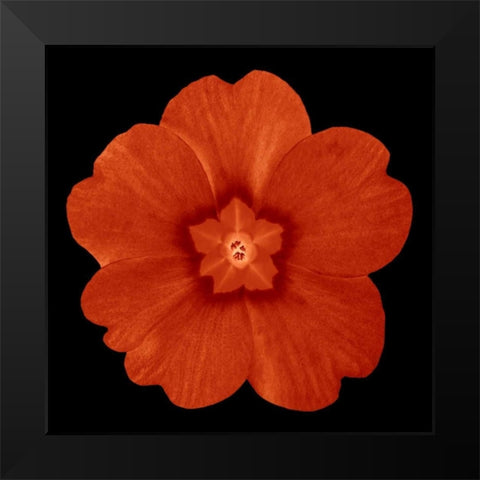Sepia Floral 1 Black Modern Wood Framed Art Print by Greene, Taylor