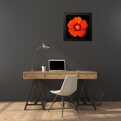 Sepia Floral 2 Black Modern Wood Framed Art Print by Greene, Taylor