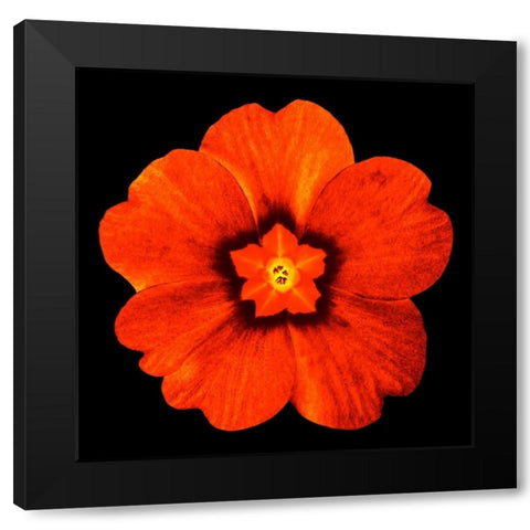 Sepia Floral 2 Black Modern Wood Framed Art Print by Greene, Taylor