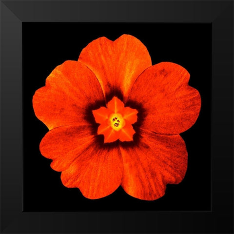 Sepia Floral 2 Black Modern Wood Framed Art Print by Greene, Taylor