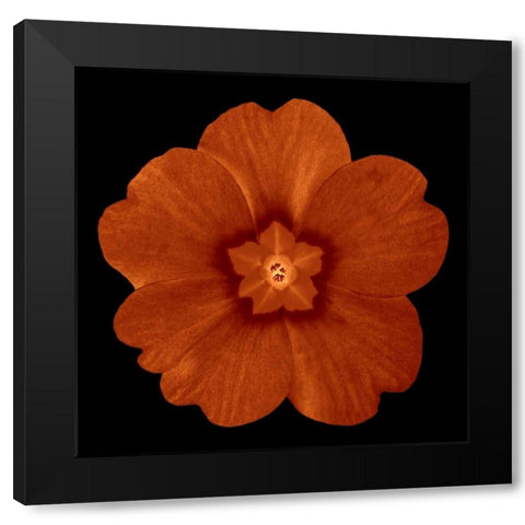 Sepia Floral C Black Modern Wood Framed Art Print with Double Matting by Greene, Taylor