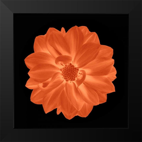 Sepia Floral A Black Modern Wood Framed Art Print by Greene, Taylor