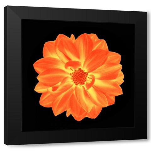 Sepia Floral B Black Modern Wood Framed Art Print by Greene, Taylor