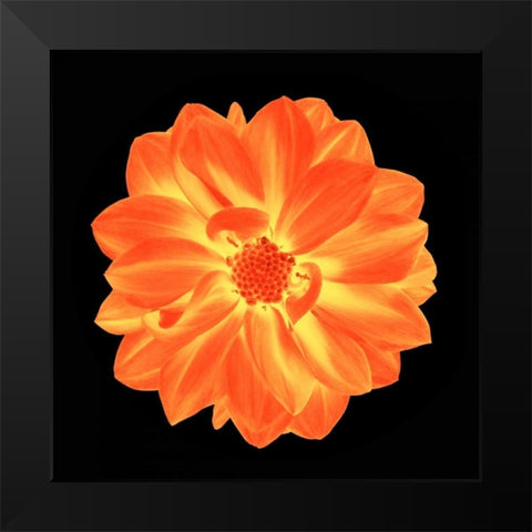 Sepia Floral B Black Modern Wood Framed Art Print by Greene, Taylor