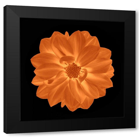 Sepia Floral IV Black Modern Wood Framed Art Print by Greene, Taylor