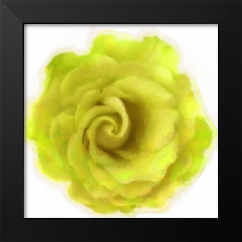 Yello Rose Black Modern Wood Framed Art Print by Greene, Taylor