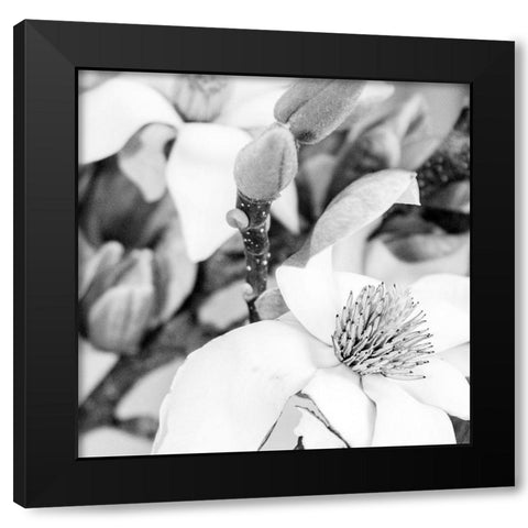 Magnolia Black Modern Wood Framed Art Print with Double Matting by Urban Epiphany